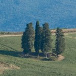 cerchio di cipressi