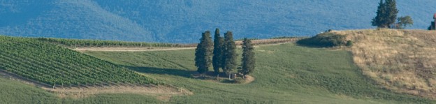 cerchio di cipressi