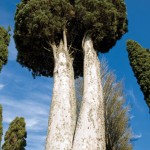 rondò