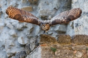 Rapaci notturni alla Rocca di Staggia