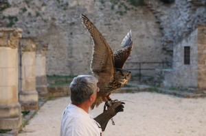 Rapaci notturni alla Rocca di Staggia