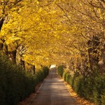 viale per la fattoria