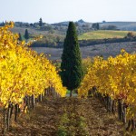 vigna della fattoria