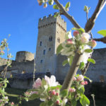 la torre, albero di pietra, fiorisce