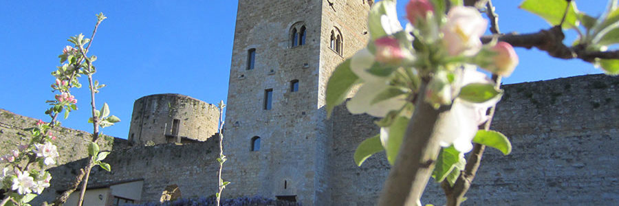 la torre, albero di pietra, fiorisce