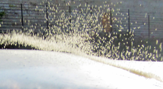 Pioggia di luce, semi che ridono