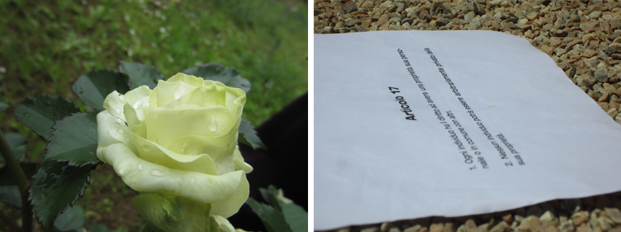 La Rosa Bianca